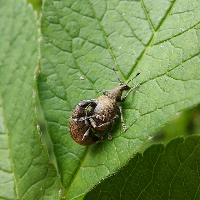 Liophloeus