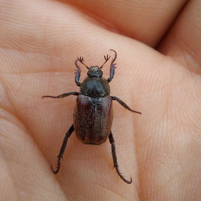 Hoplia praticola - réti virágcserebogár