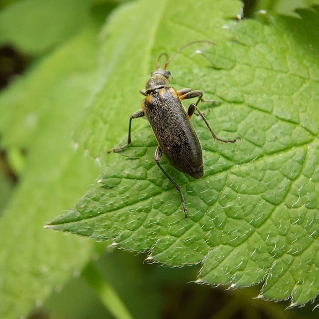 Cortodera humeralis - négyfoltos cserjecincér