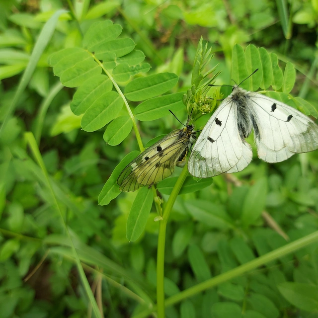 Parnassius mnemosyne - kis apollólepke