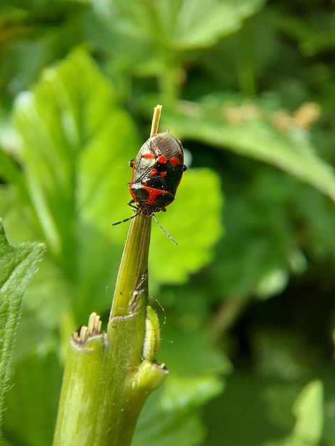 Eurydema oleracea - paréjpoloska Eurydema oleracea - paréjpoloska