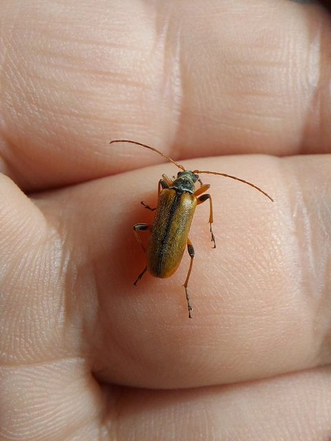 Cortodera humeralis - négyfoltos cserjecincér