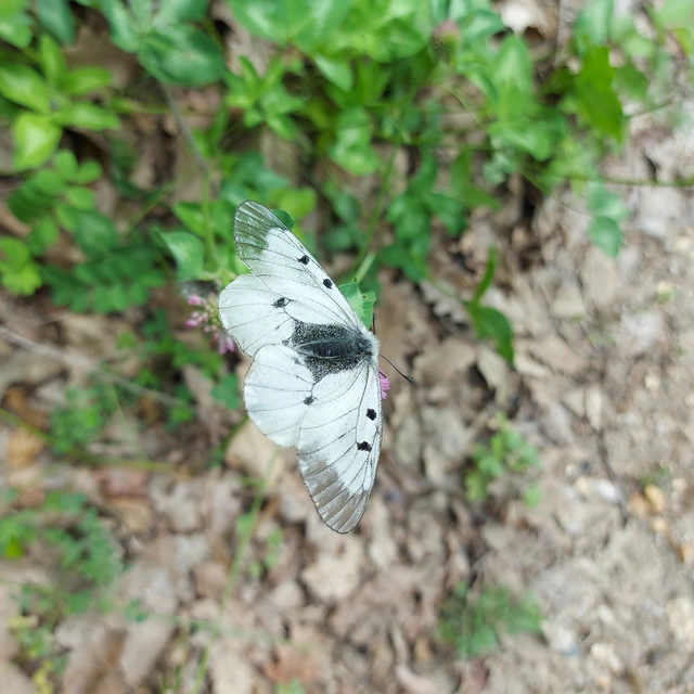 Parnassius mnemosyne - kis apollólepke