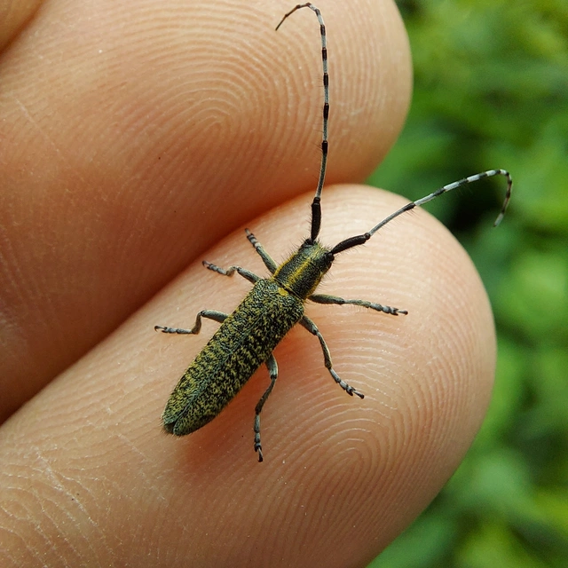 Agapanthia villosoviridescens - fehérgyűrűs bogáncscincér