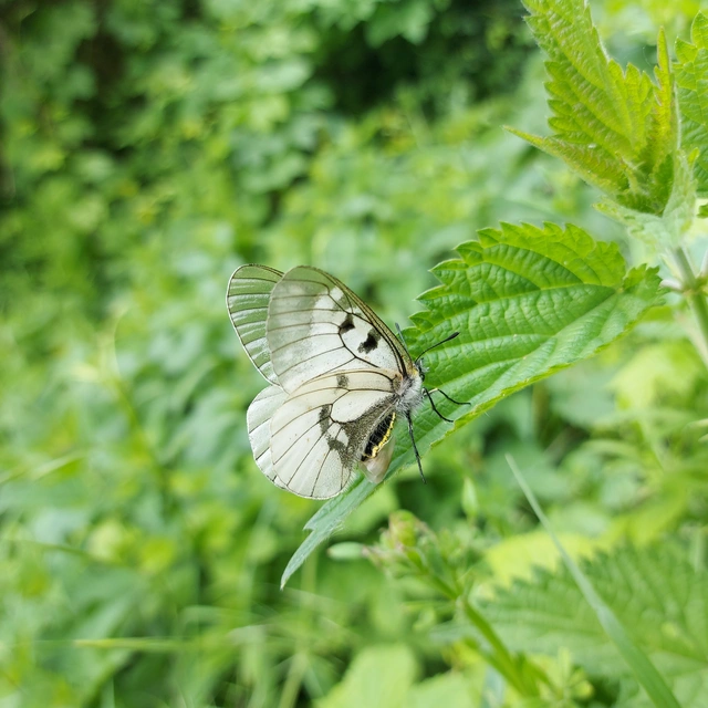 Parnassius mnemosyne - kis apollólepke