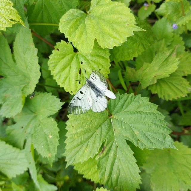 Parnassius mnemosyne - kis apollólepke