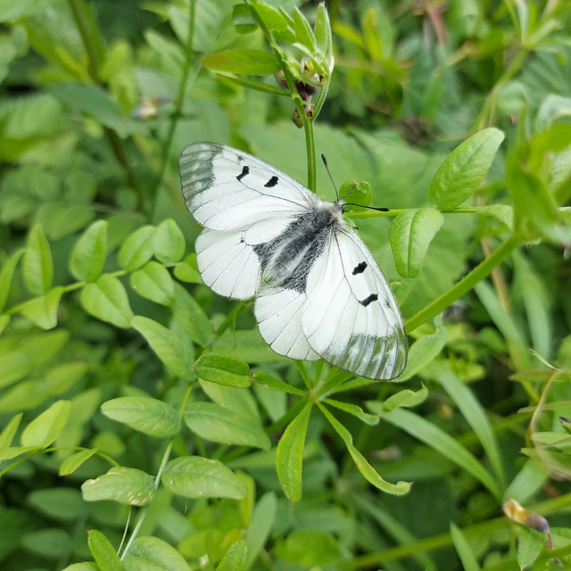 Parnassius mnemosyne - kis apollólepke