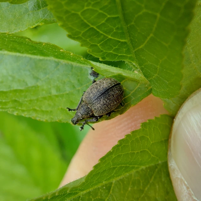 Liophloeus
