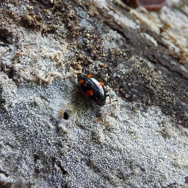 Scaphidium quadrimaculatum - négyfoltos sajkabogár