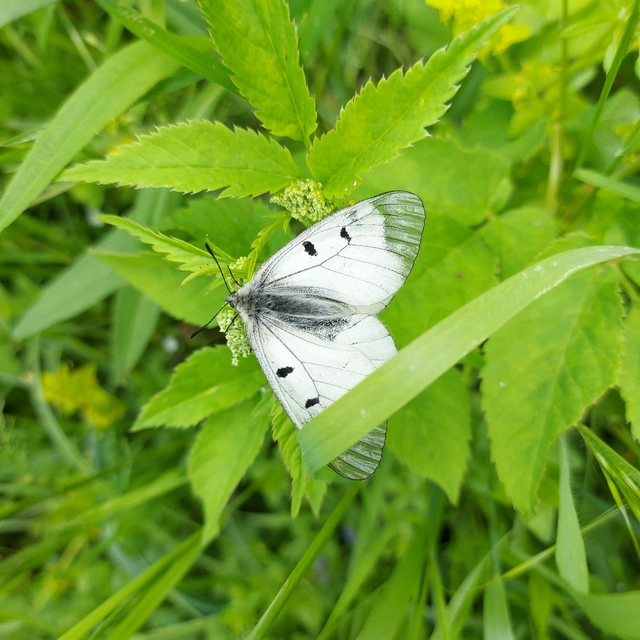 Parnassius mnemosyne - kis apollólepke