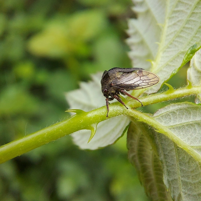 Centrotus cornutus - szarvaskabóca
