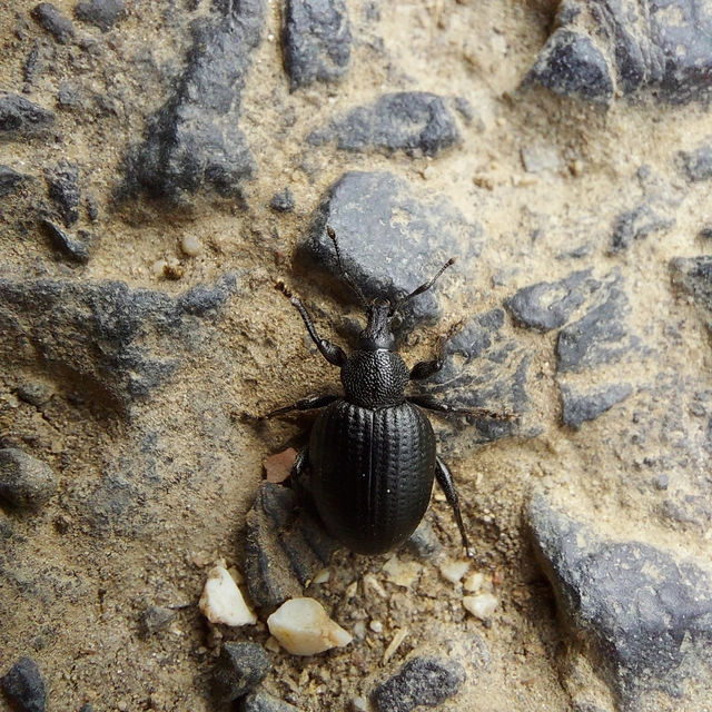 Otiorhynchus catenulatus - gyászos gyalogormányos