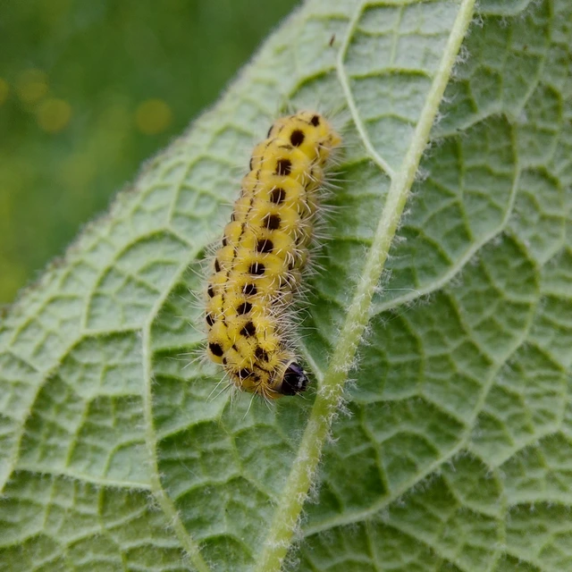 Zygaena ephialtes - változékony csüngőlepke