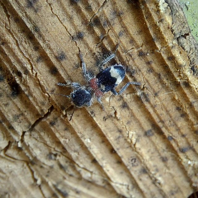 Clerus mutillarius - feketenyakú szúfarkas