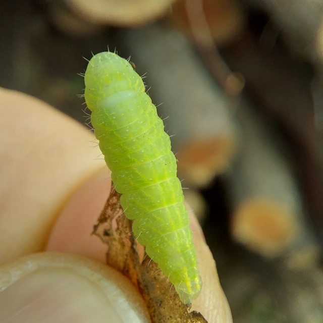 Bena bicolorana - tölgyfa-zöldbagoly