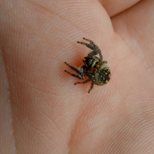 Carrhotus xanthogramma - rozsdás ugrópók