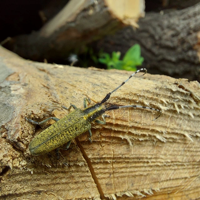 Agapanthia villosoviridescens - fehérgyűrűs bogáncscincér