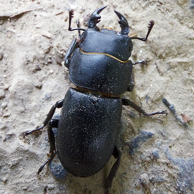 Dorcus parallelipipedus - kis szarvasbogár