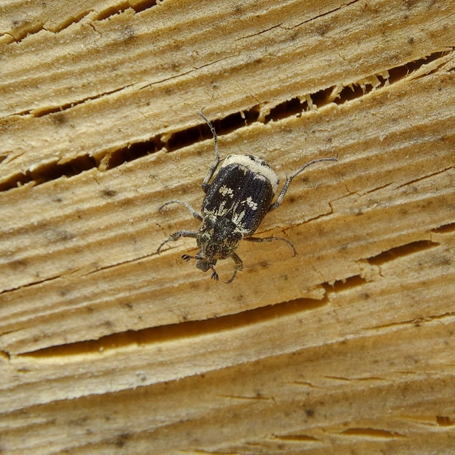Valgus hemipterus - suta virágbogár