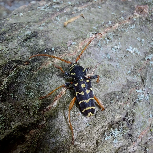 Plagionotus arcuatus - bársonyos darázscincér