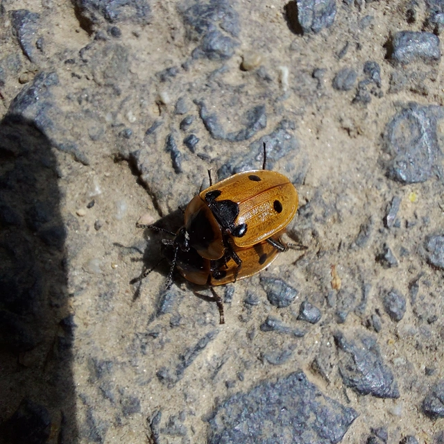 Dendroxena quadrimaculata - négypettyes dögbogár
