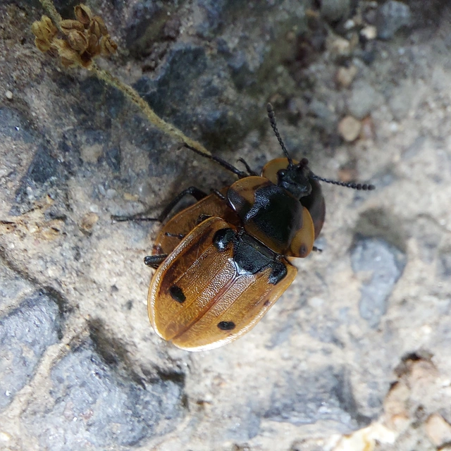 Dendroxena quadrimaculata - négypettyes dögbogár