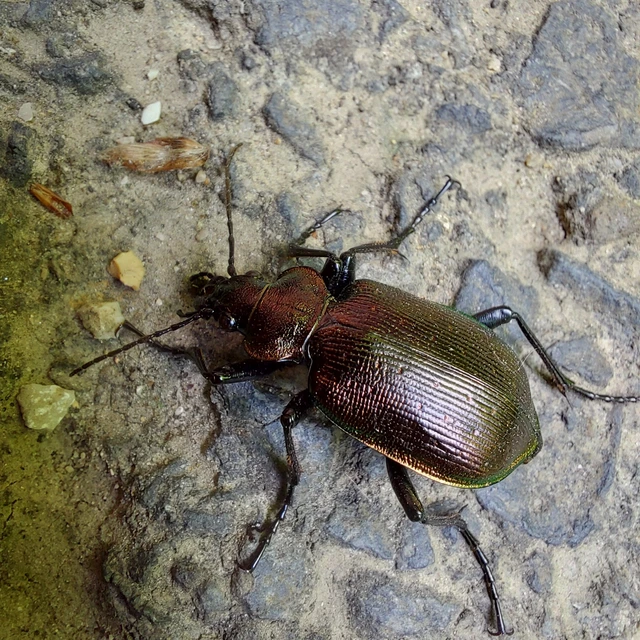 Calosoma inquisitor - kis bábrabló