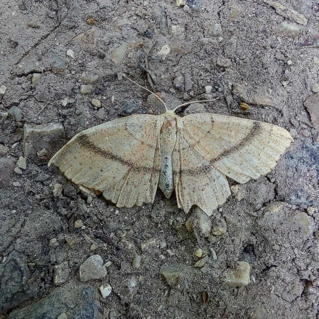 Cyclophora suppunctaria - szemcsés pettyesaraszoló