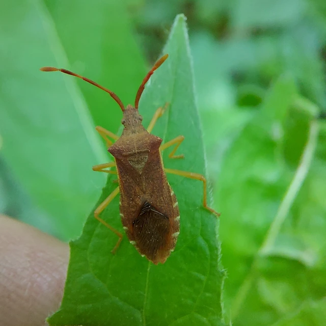 Gonocerus acuteangulatus - aranypetés karimáspoloska