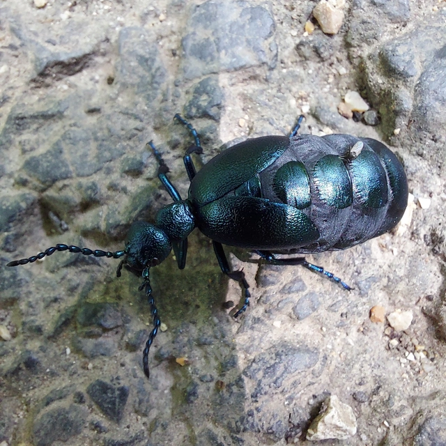 Meloe violaceus - kék nünüke