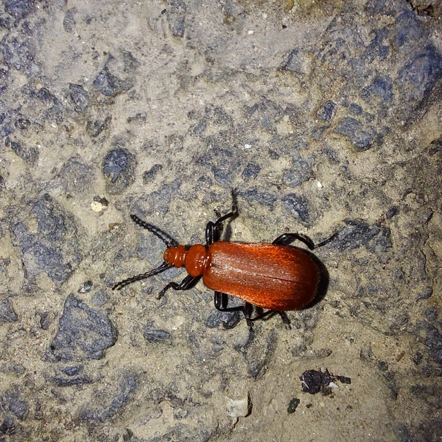 Pyrochroa serraticornis - közép-bíborbogár