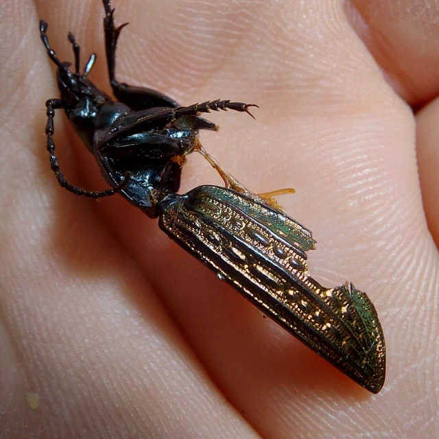 Carabus ulrichii - rezes futrinka Carabus ulrichii - rezes futrinka