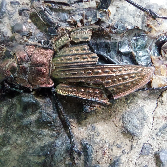Carabus cancellatus - ragyás futrinka