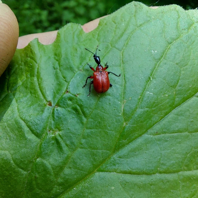 Apoderus coryli - mogyoró-levélsodró