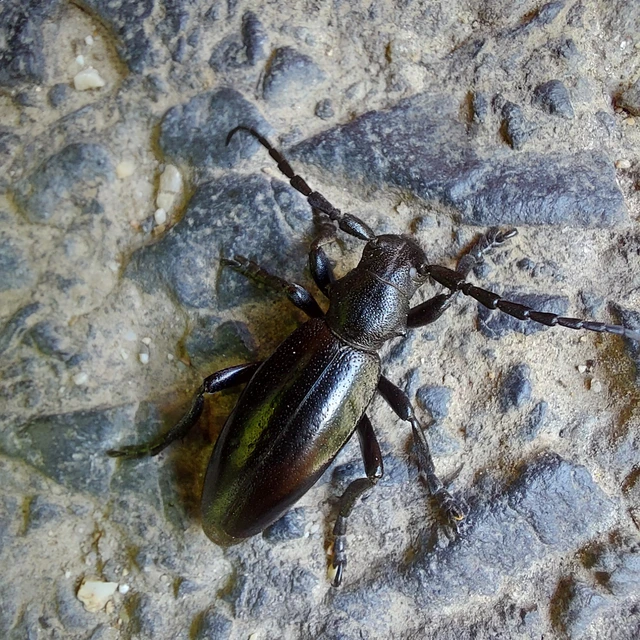 Dorcadion aethiops - fekete gyalogcincér