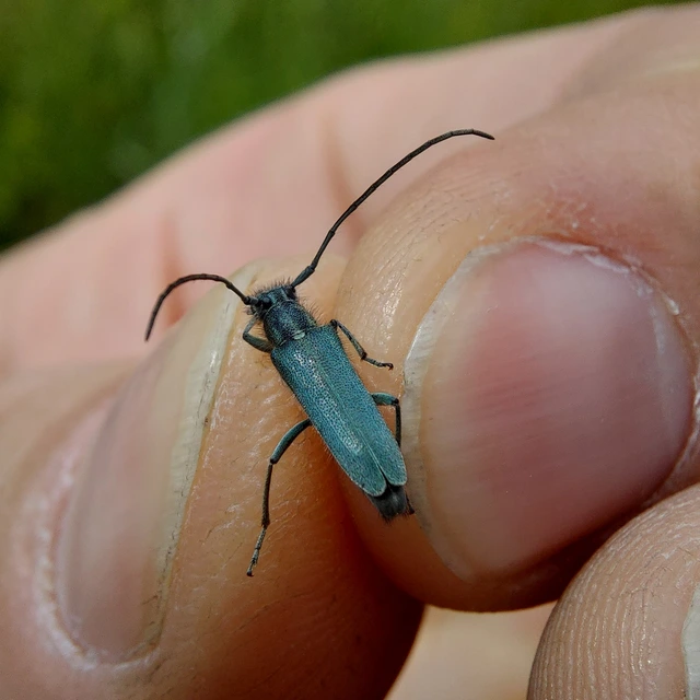 Phytoecia coerulescens - kígyósziszcincér