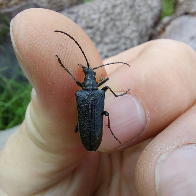 Stenocorus quercus - tölgy-gyökércincér