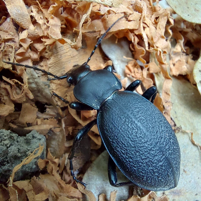 Carabus coriaceus - bőrfutrinka