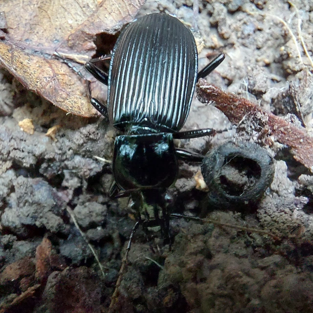 Pterostichus niger - komor gyászfutó