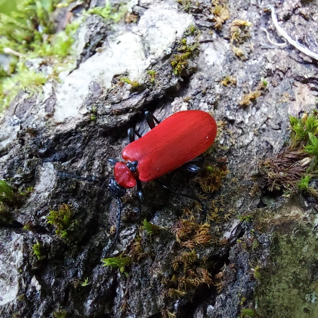 Pyrochroa coccinea - nagy bíborbogár