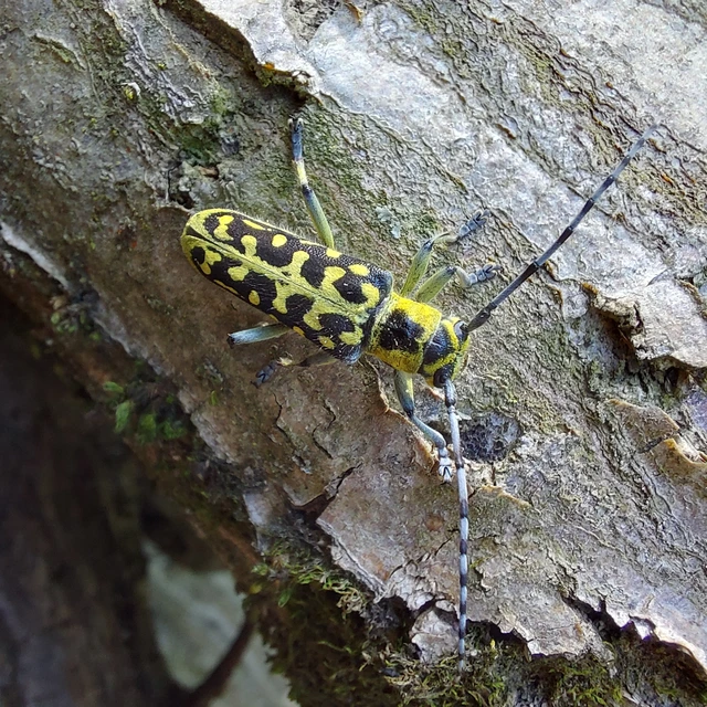 Saperda scalaris - létracincér