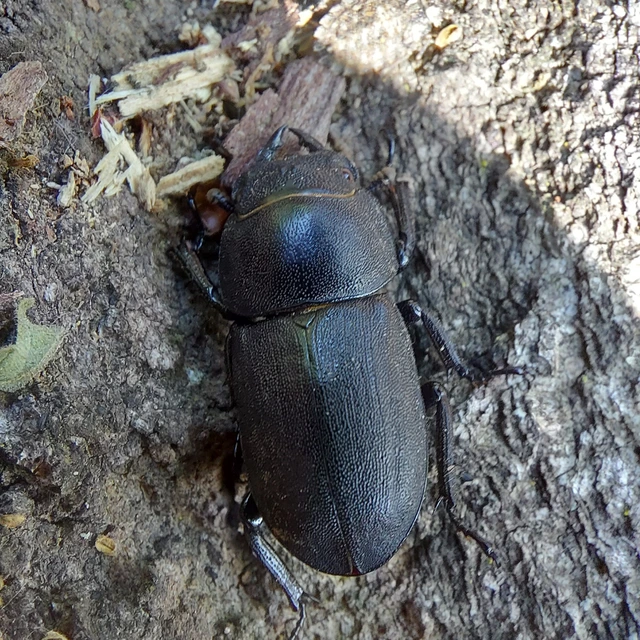 Dorcus parallelipipedus - kis szarvasbogár