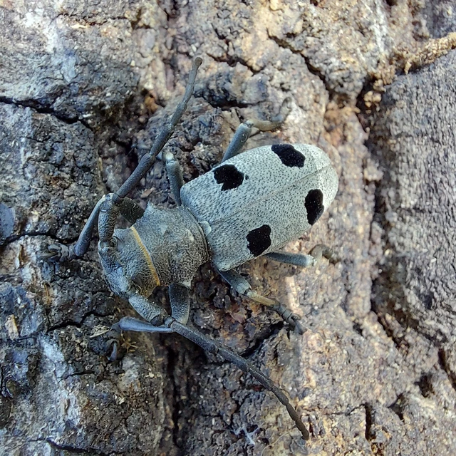 Morimus asper funereus - gyászcincér