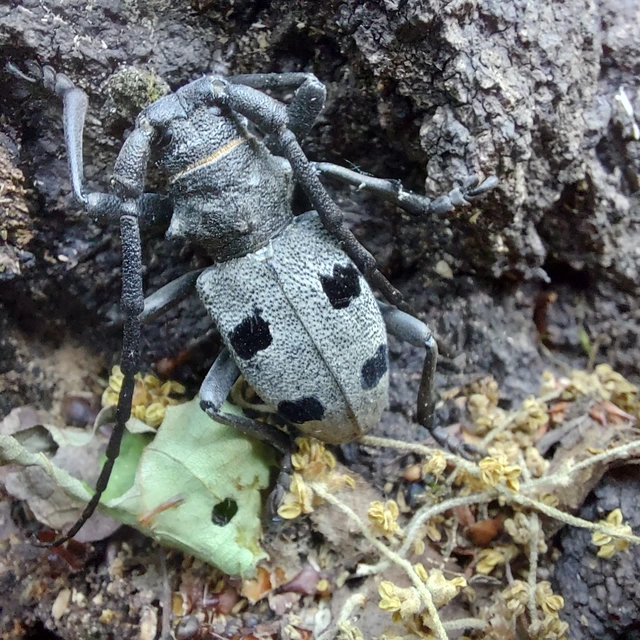 Morimus asper funereus - gyászcincér