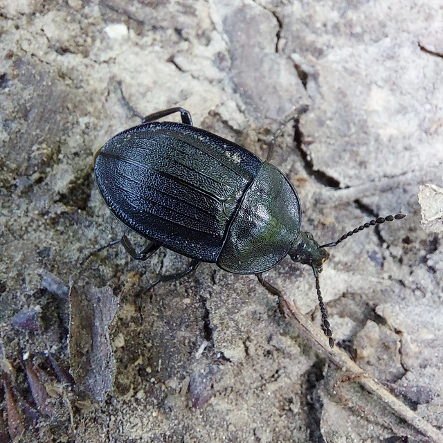 Phosphuga atrata - bordás csigarabló