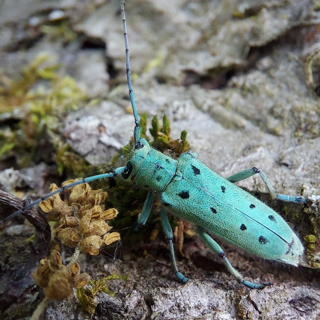 Saperda octopunctata - nyolcpontos cincér