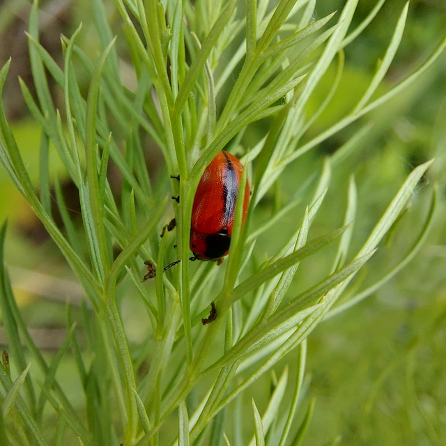 Entomoscelis dorsalis - hérics-honvédbogár