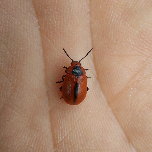 Entomoscelis dorsalis - hérics-honvédbogár