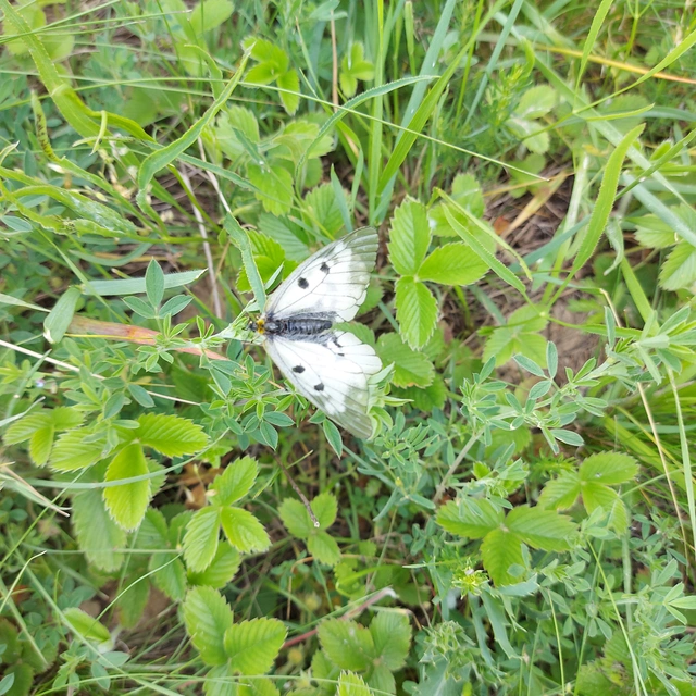 Parnassius mnemosyne - kis apollólepke
