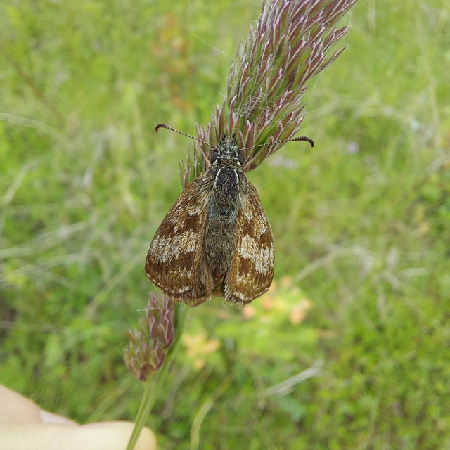 Erynnis tages - cigánylepke